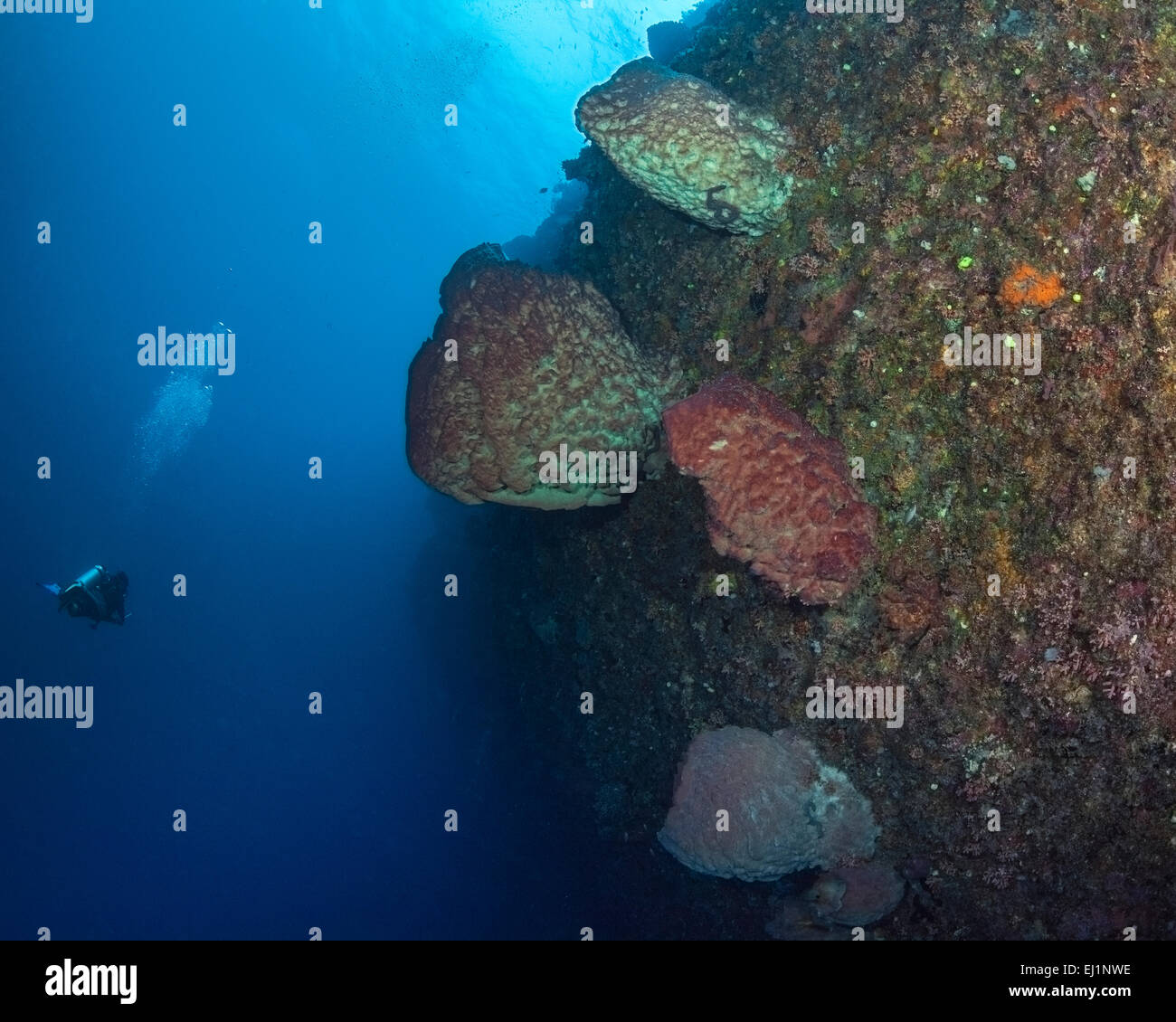 Scuba Diver inspecte les grandes éponges baril fluorescent sur le mur de corail. Spratley, Mer de Chine du Sud. Banque D'Images