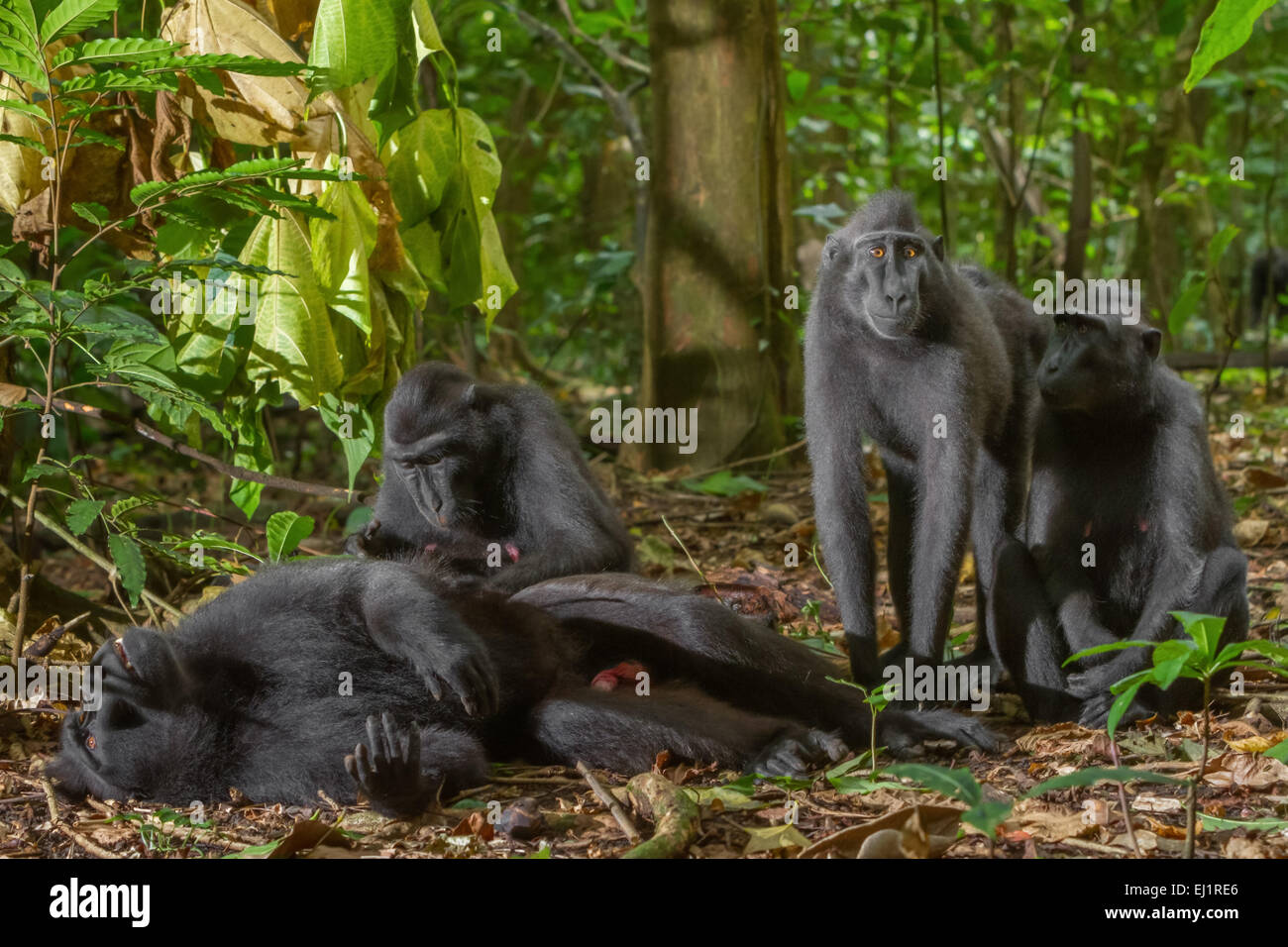 Un homme de la macaque à craché noir de Sulawesi (Macaca nigra) est soigné par un autre individu à Tangkoko, dans le nord de Sulawesi, en Indonésie. Banque D'Images