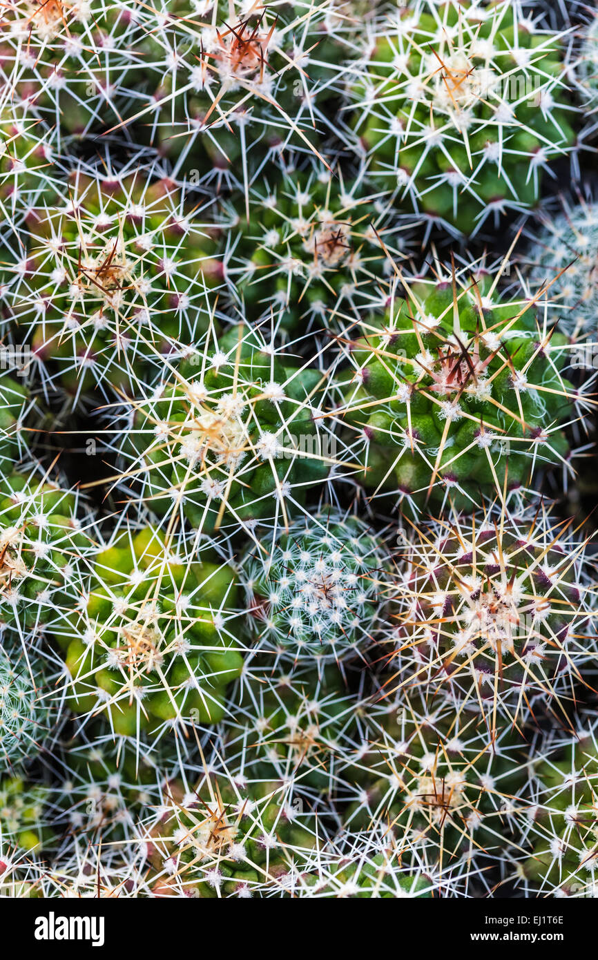 Fond vert des épines d'un cactus closeup Banque D'Images