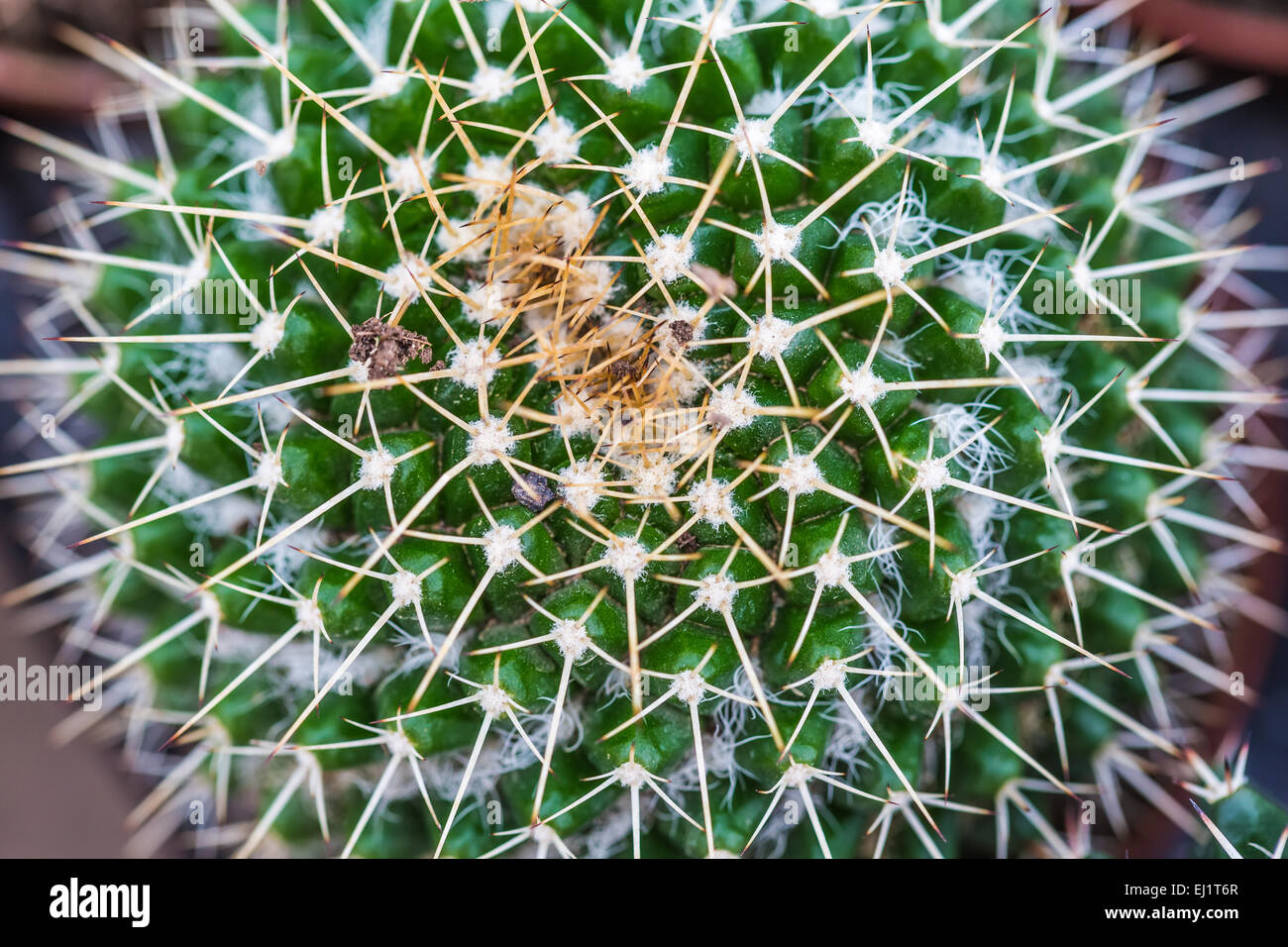 Fond vert d'aiguillons un cactus closeup Banque D'Images