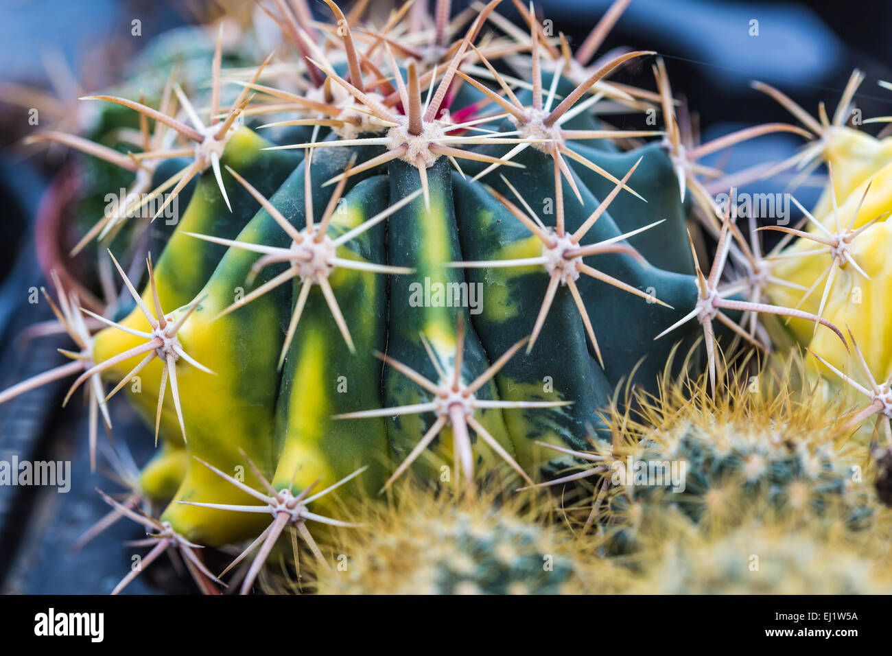 Cactus piquants à sec libre, fond vert Banque D'Images