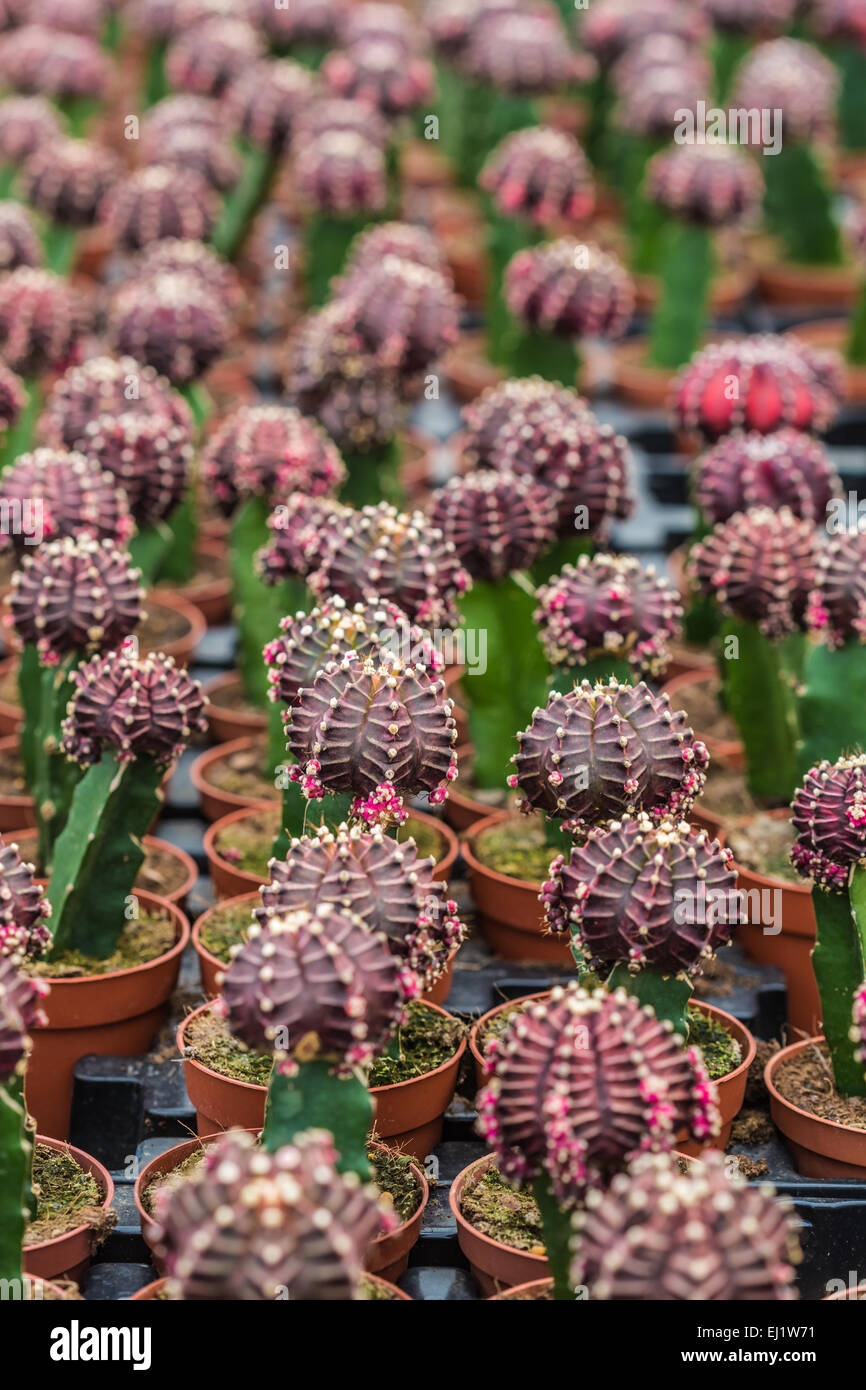 Contexte de cactus en pots croissante Banque D'Images