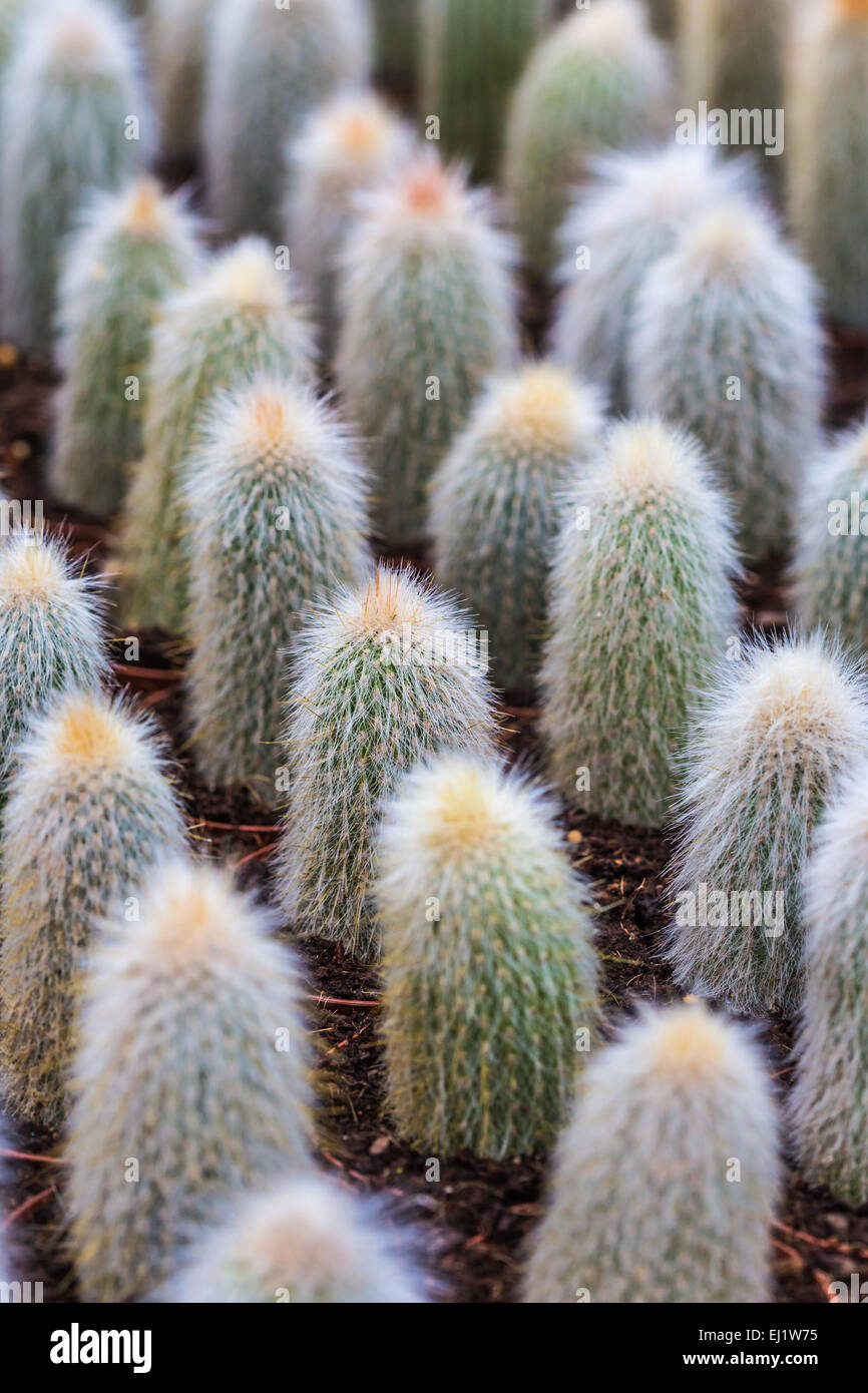 Arrière-plan d'un nombre croissant des pots de cactus Banque D'Images