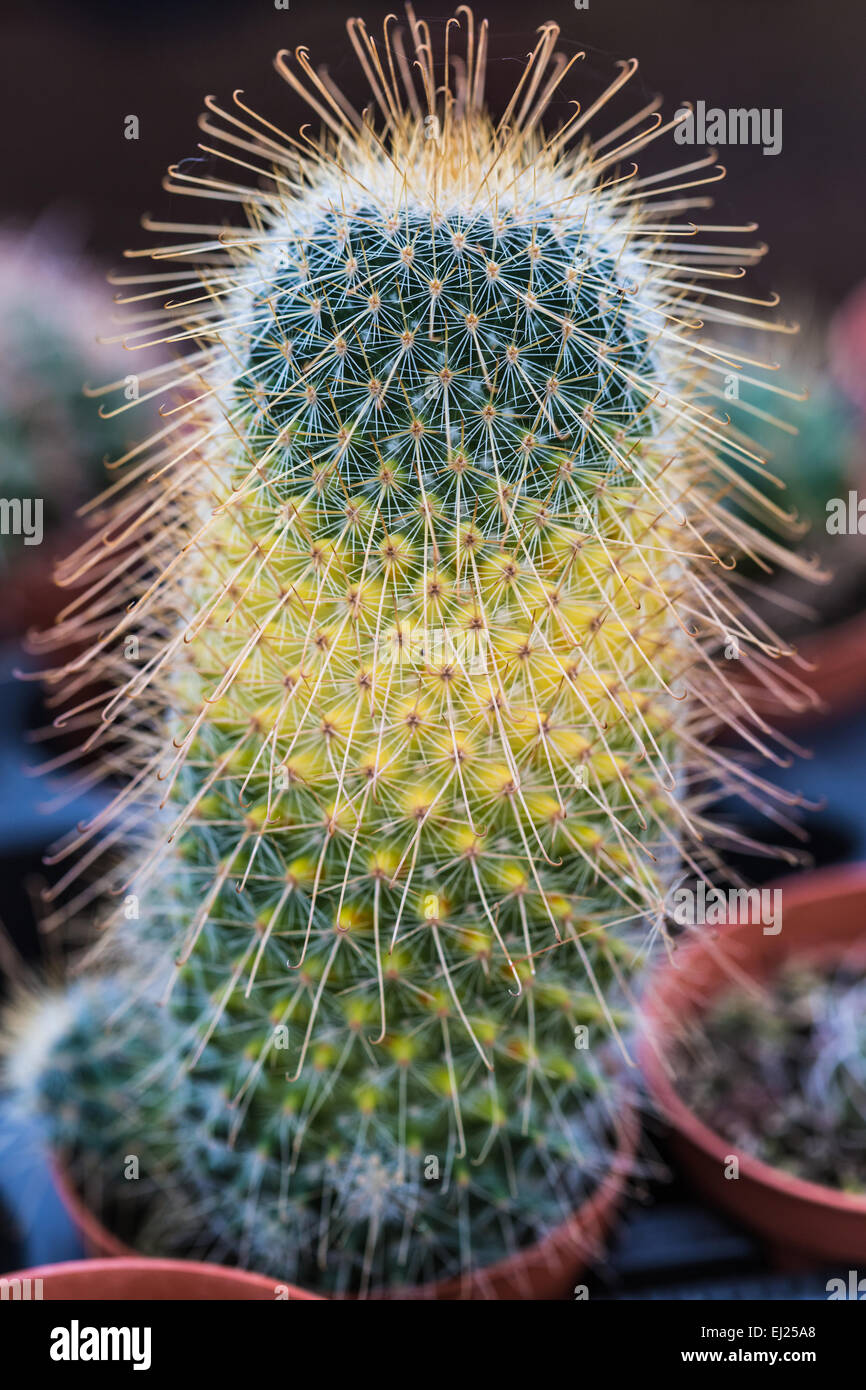 Épines sèches cactus poussant dans un pot libre Banque D'Images