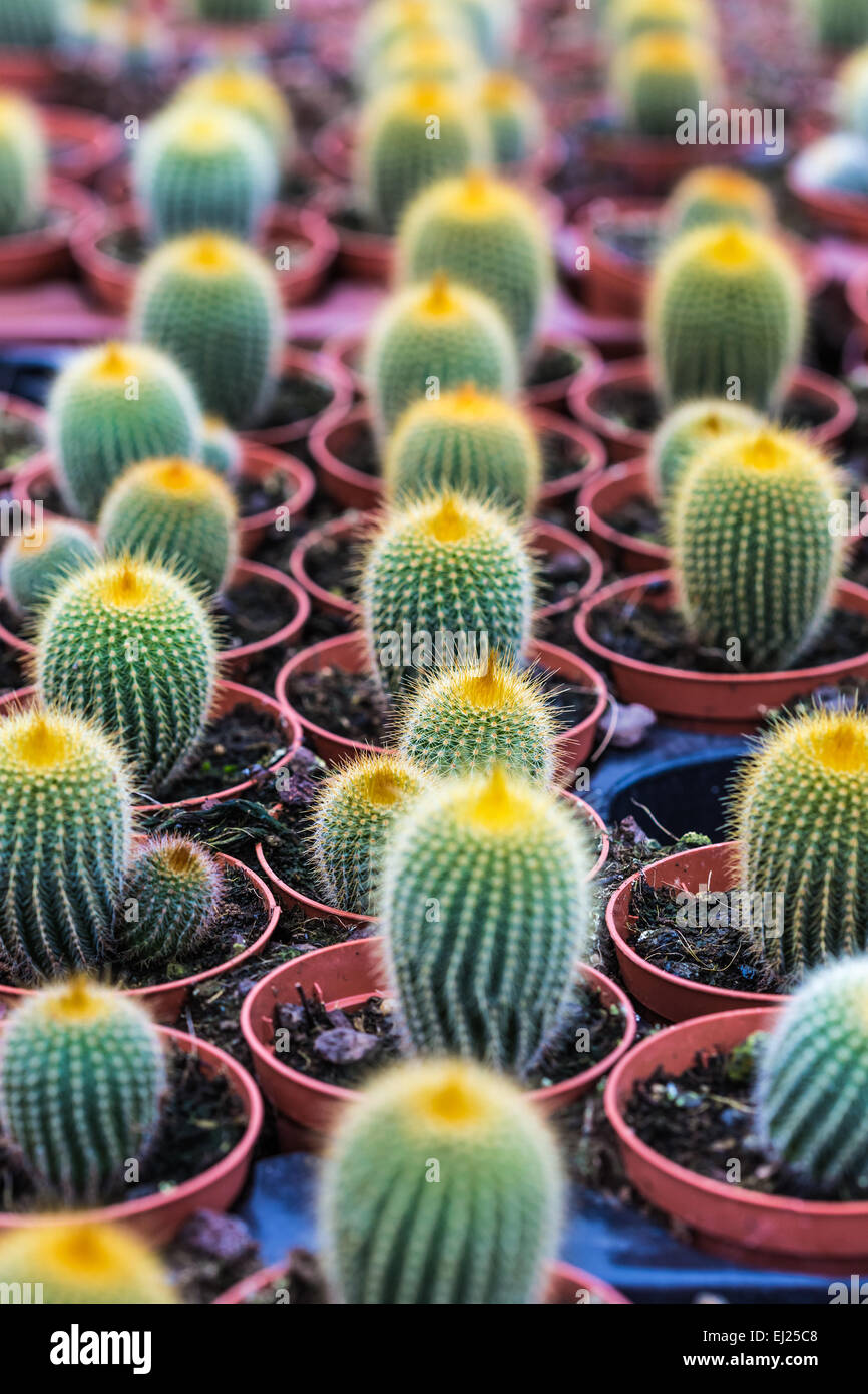 Contexte de plus en plus des cactus en pots Banque D'Images