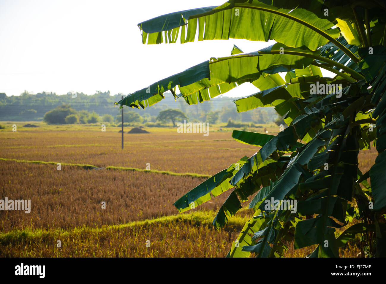 Feuilles de banane Banque D'Images
