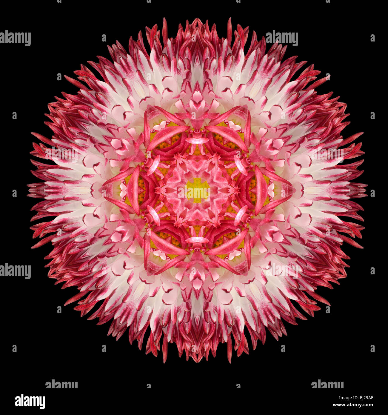 Mandala fleur rouge. Conception kaléidoscopique isolé sur fond noir. Motif en miroir Banque D'Images