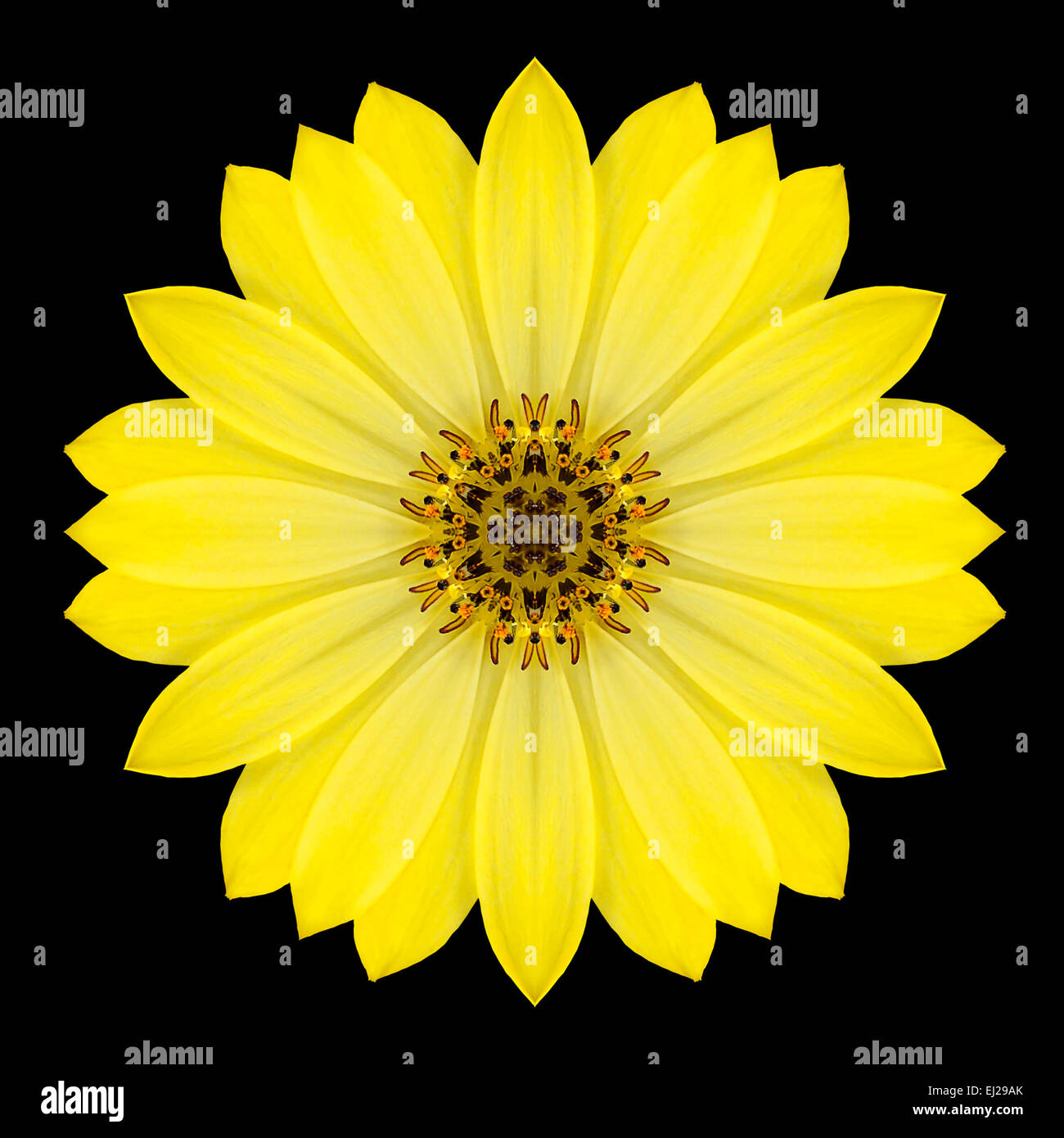 Mandala fleur jaune. Conception kaléidoscopique isolé sur fond noir. Motif en miroir Banque D'Images
