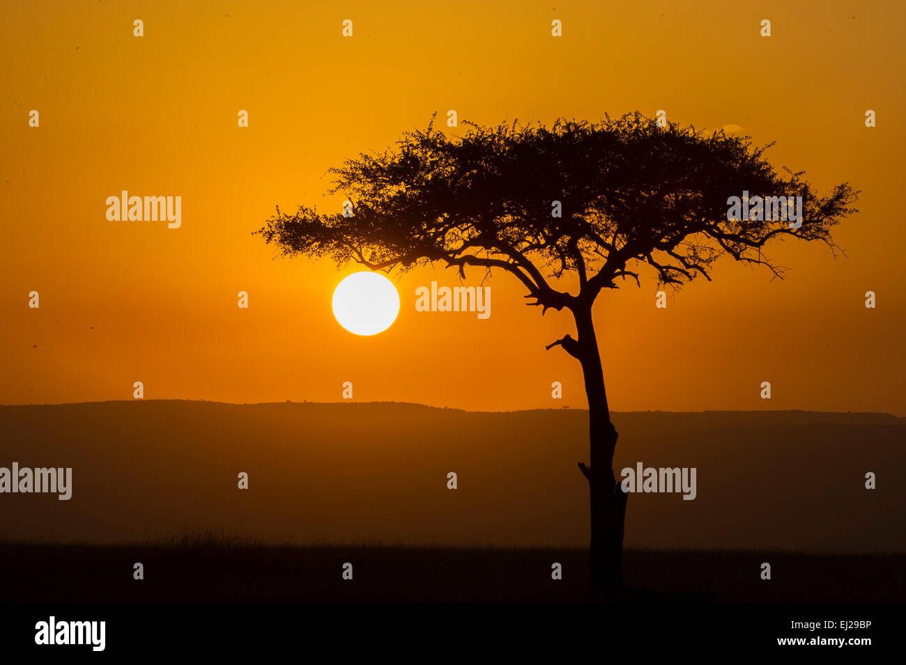 Coucher du soleil à Massai Mara Banque D'Images