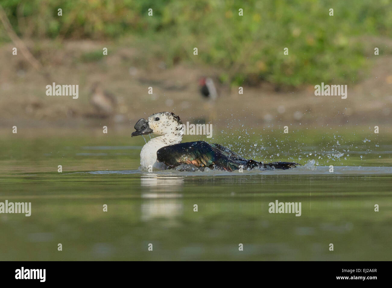 Canard à bec bouton (Sarkidiornis melanotos) ou le peigne bain Canard Banque D'Images