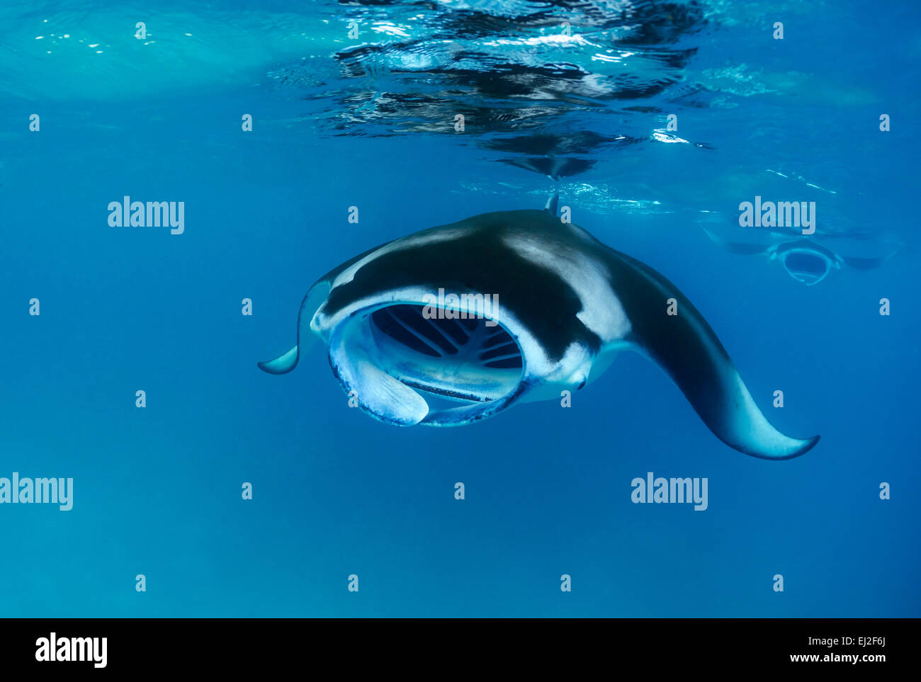 Manta alfredi, Reefmanta d'alimentation, les Maldives, l'atoll de Baa, Hanifaru Bay, de l'Océan Indien Banque D'Images