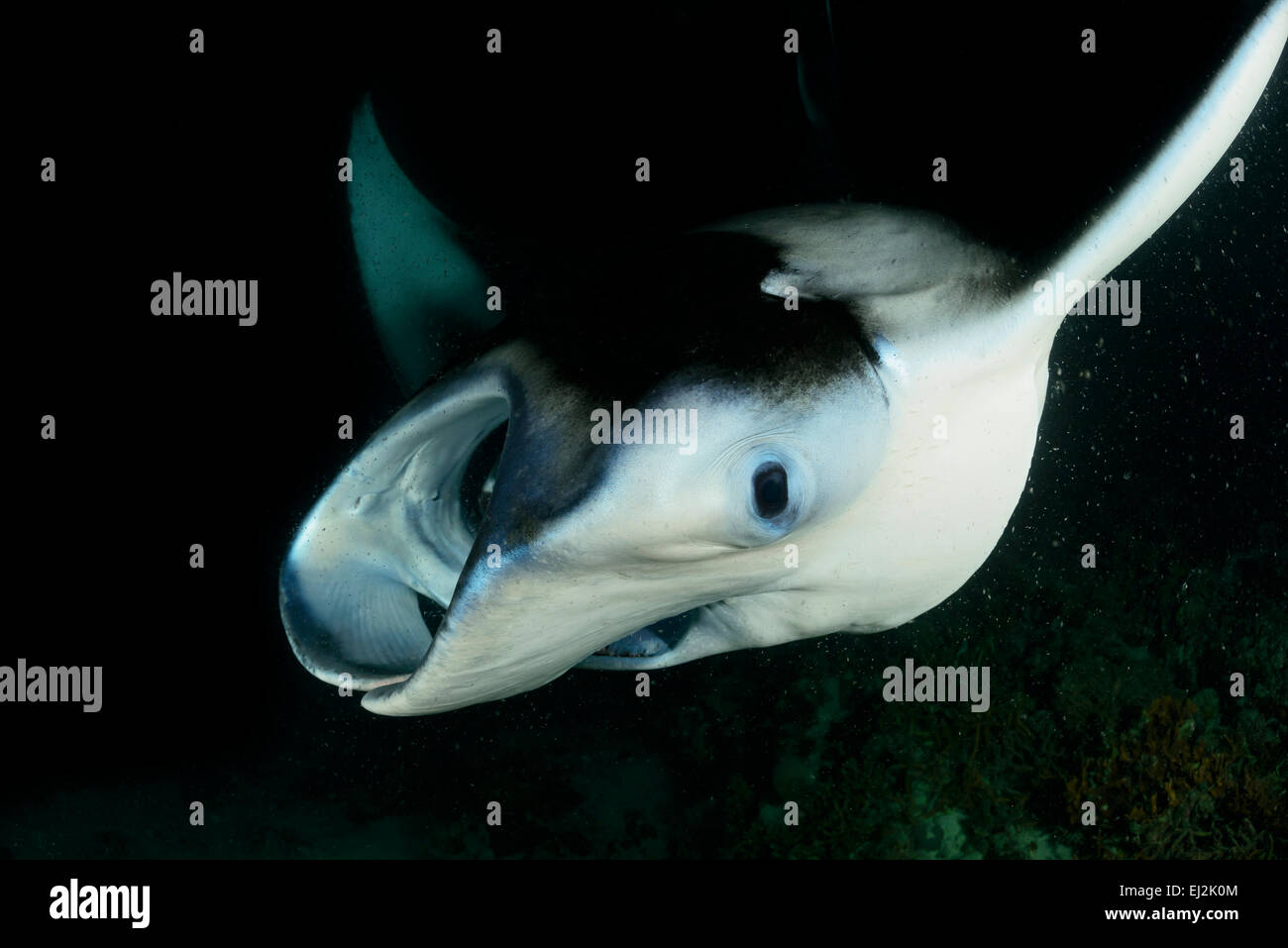 Manta alfredi, Reefmanta Nightdive Alimentation pendant, Fesdhoo Fesdhoo Lagon près de Faru, Ari Atoll, Maldives, océan Indien Banque D'Images