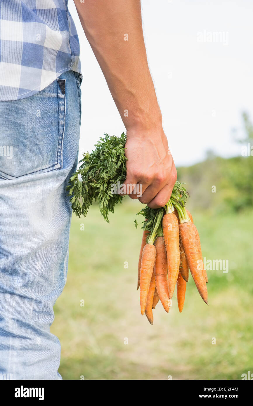 Farmer holding bunch organic carrots Banque de photographies et d'images à  haute résolution - Alamy