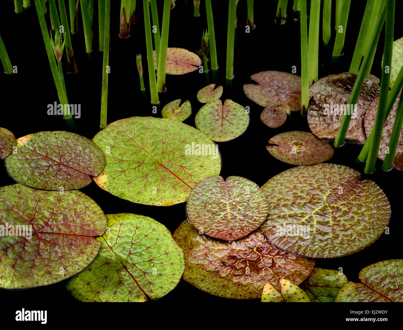 Les feuilles de nénuphar dans l'étang. Oregon Banque D'Images