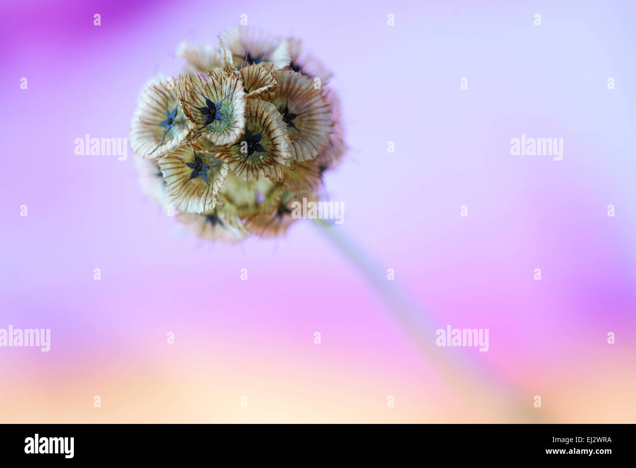 Scabiosa stellata distinctif, paper moon Jane Ann Butler Photography JABP1001 Banque D'Images