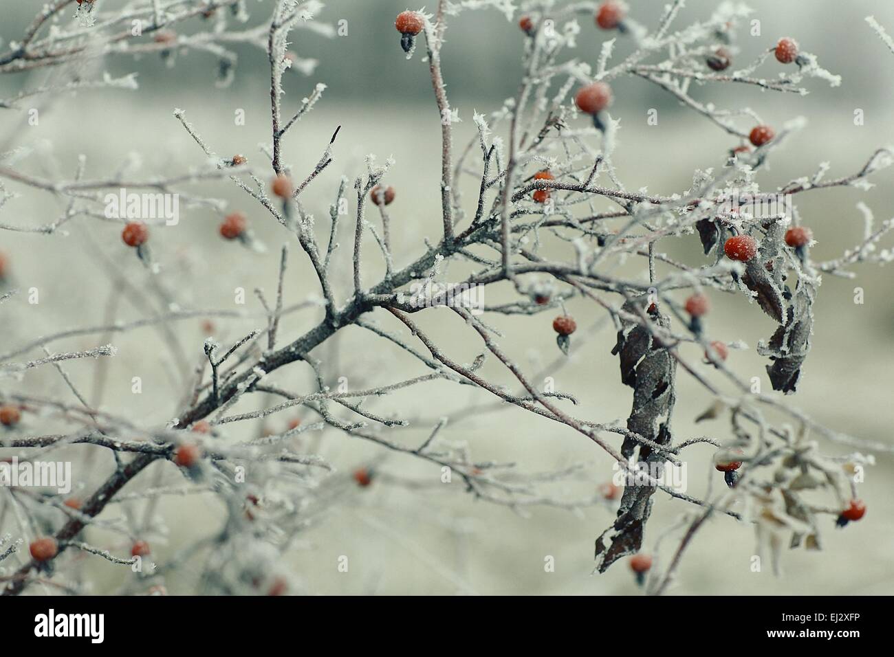 Branches couvertes de neige Neige hiver background Banque D'Images