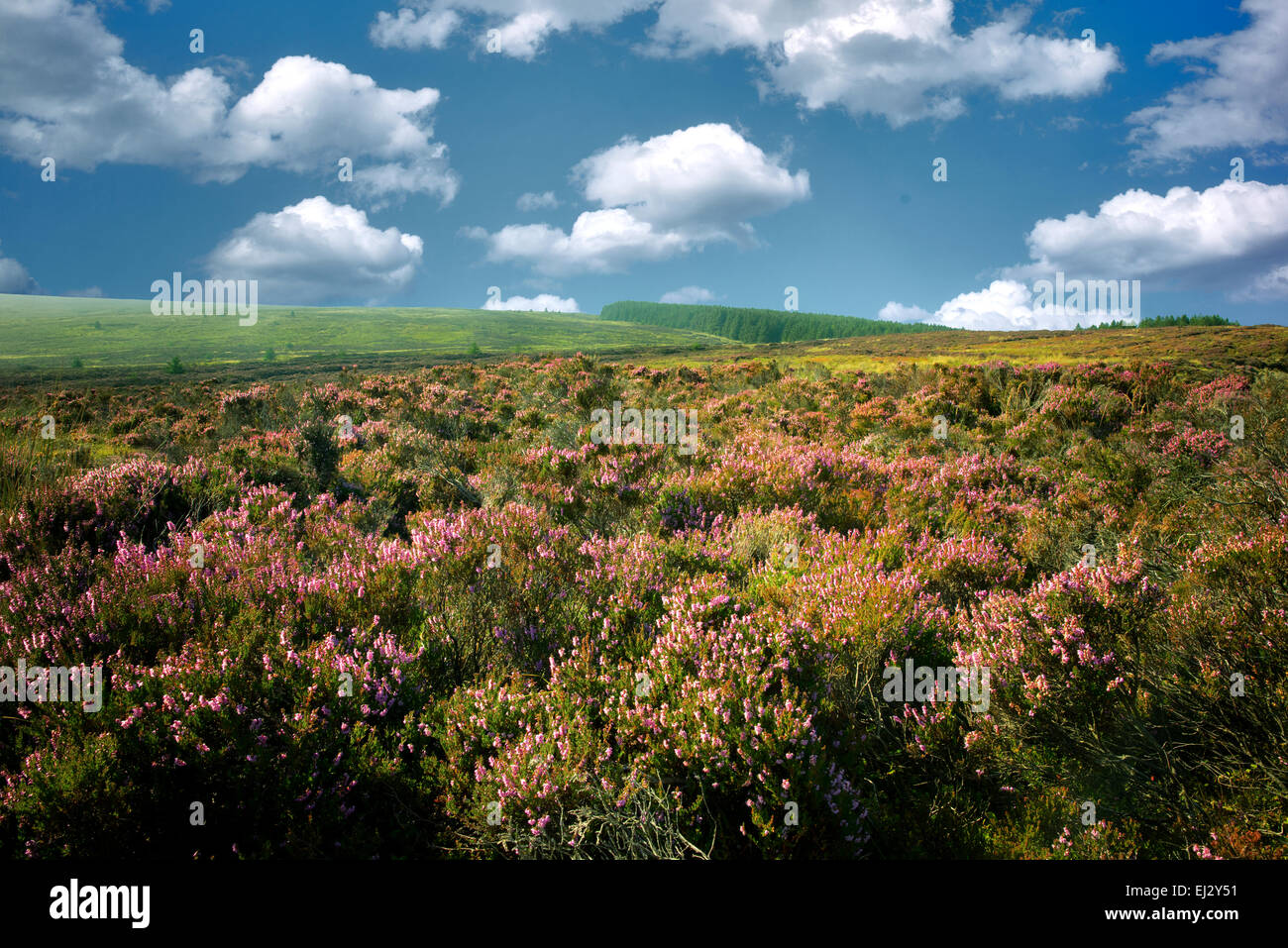 Heather sauvages près de Ballycastle. L'Irlande du Nord Banque D'Images