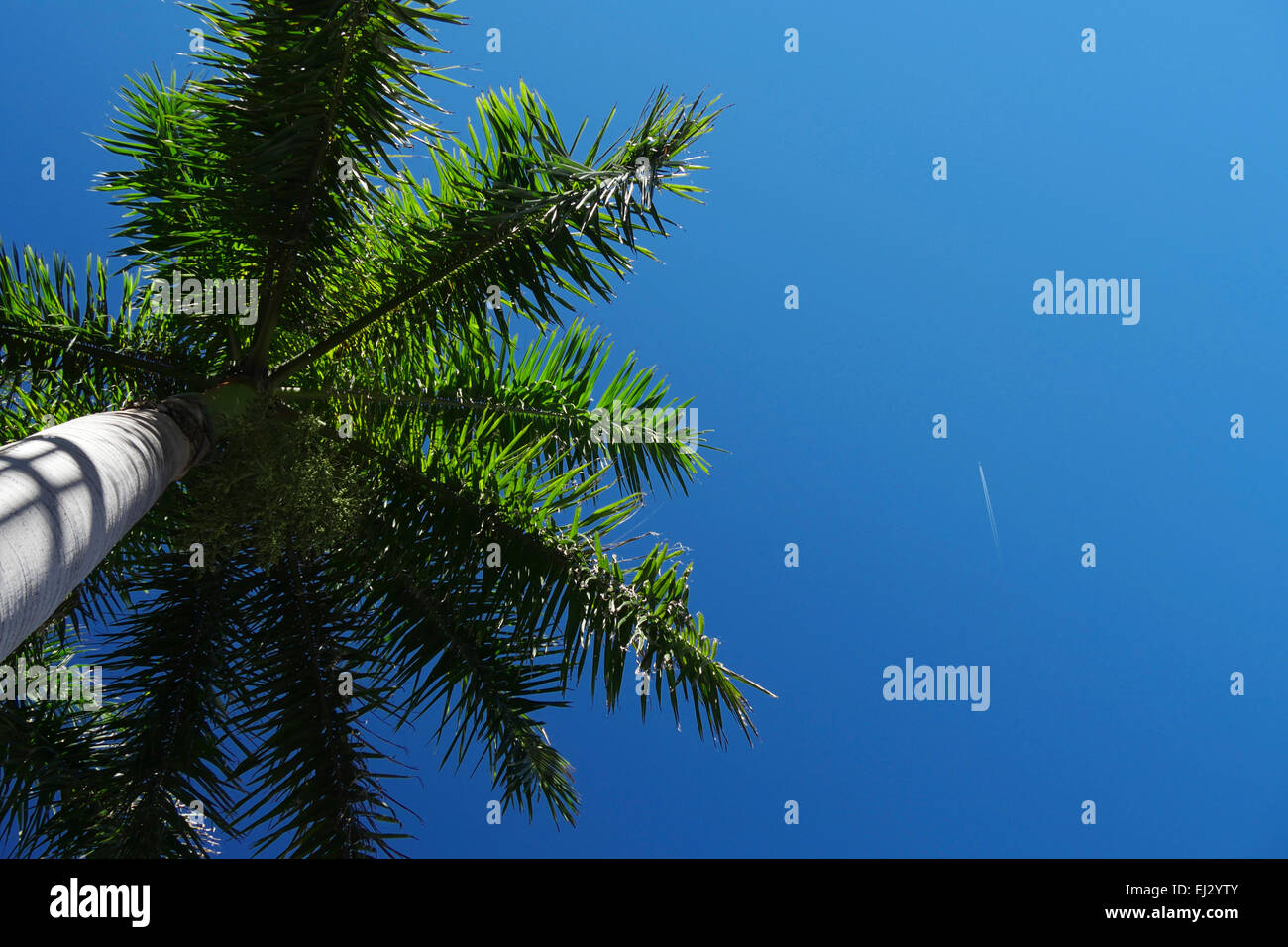 Palm tree against blue sky Banque D'Images