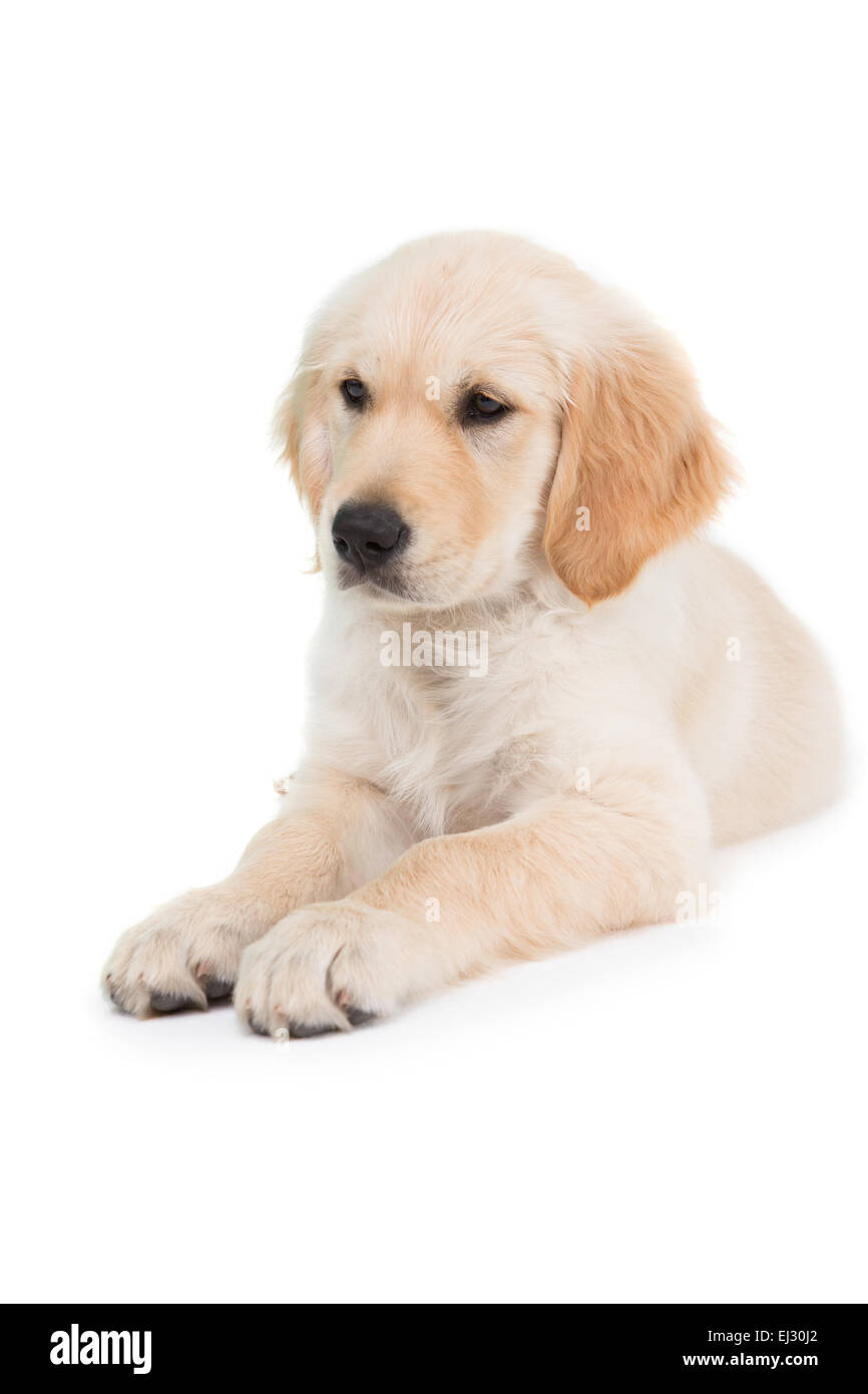 Chien couché à l'avant Banque D'Images