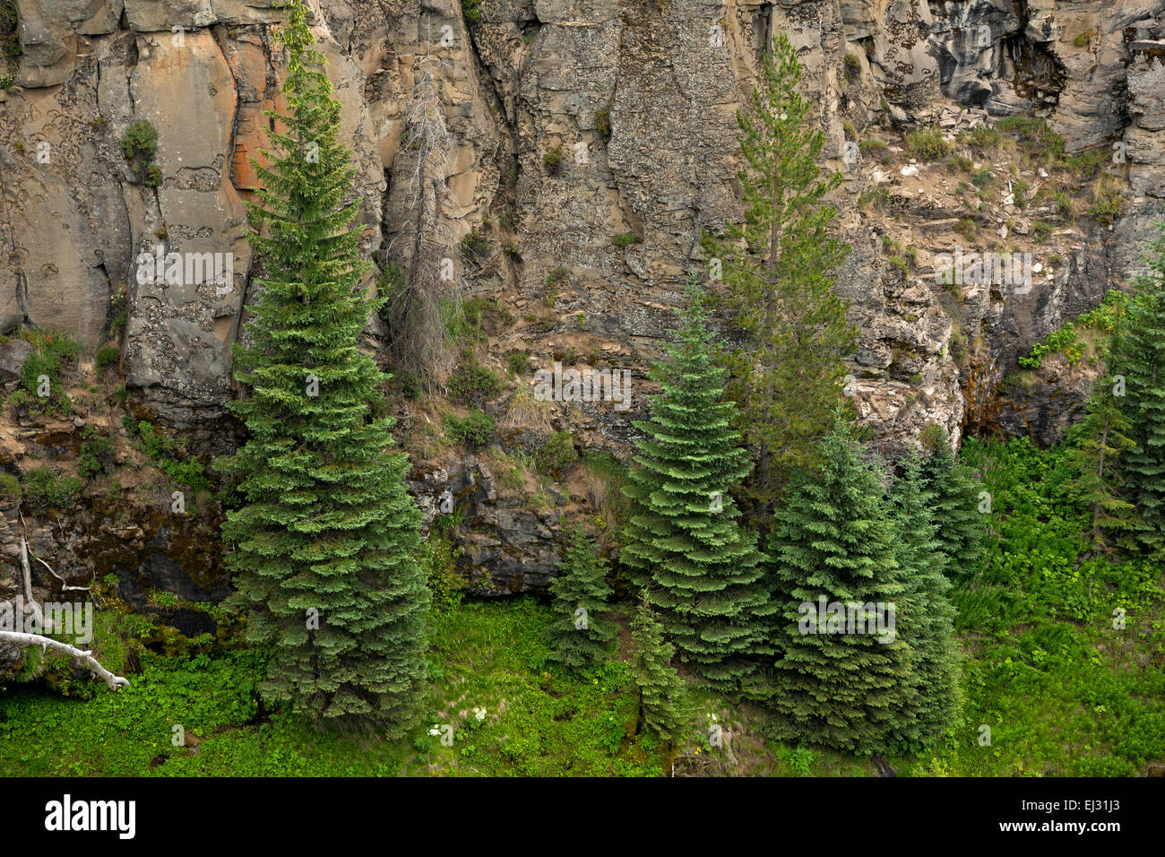 Ou01771-00...OREGON - Arbres accrochée au flanc d'une falaise à Tumalo tombe dans la forêt nationale de Deschutes près de Bend. Banque D'Images