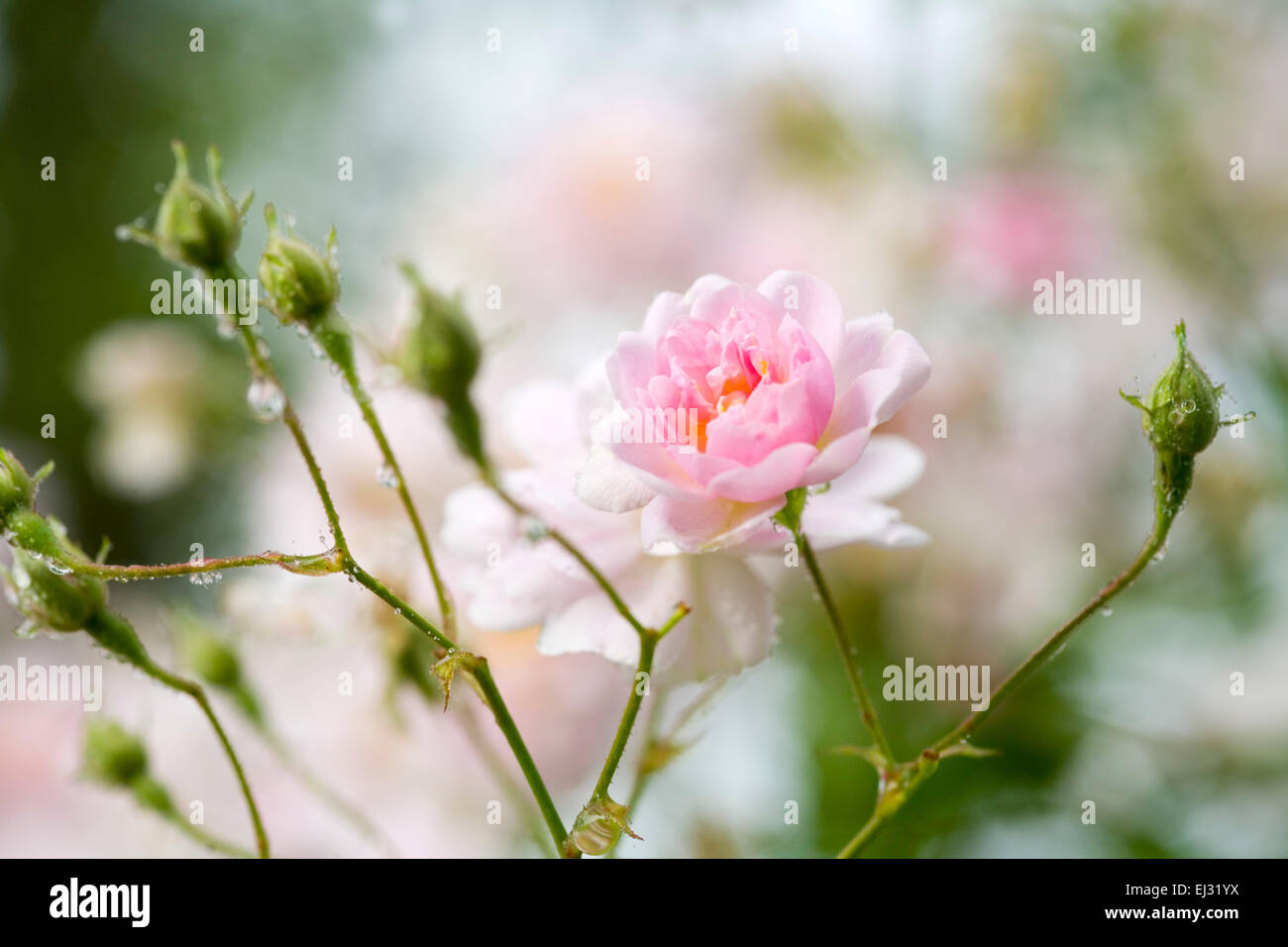 Rosa 'PAUL'S Himalayan Musk' Banque D'Images