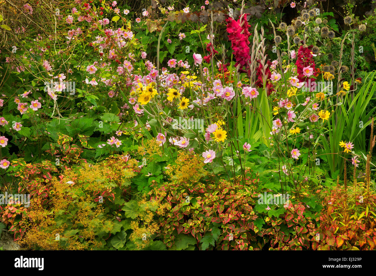Jardin de fleurs mixtes. Jardins de Domoland Château. L'Irlande Banque D'Images