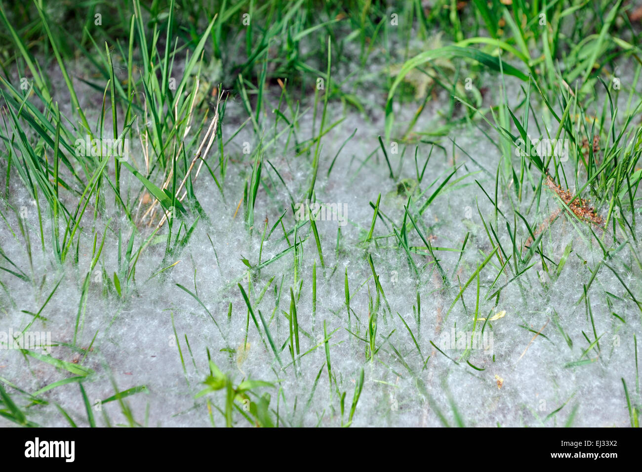 Dans l'herbe couverte de peluches de semences les saules (Salix sp.), les chatons des arbres dispersés par le vent causant la fièvre de foin / pollinose Banque D'Images