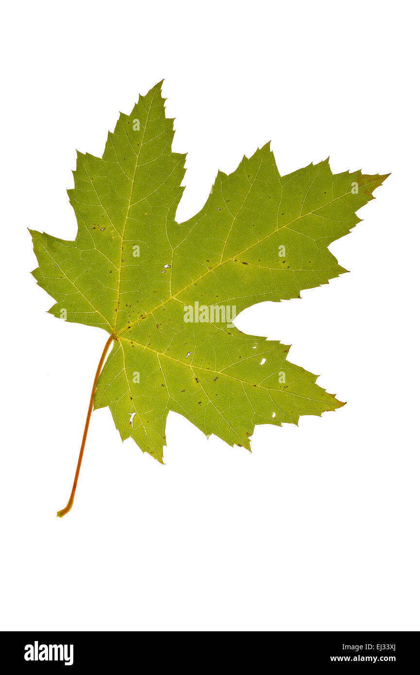 L'érable argenté / Maple Creek / décora l'érable (Acer saccharinum) Feuille d'automne, originaire d'Amérique du Nord contre fond blanc Banque D'Images