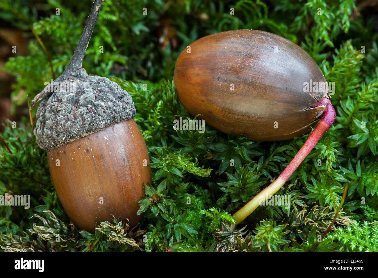 Des glands de chêne anglais / français / le chêne pédonculé (Quercus robur / Quercus walkeri) germination un nouveau shoot en automne Banque D'Images