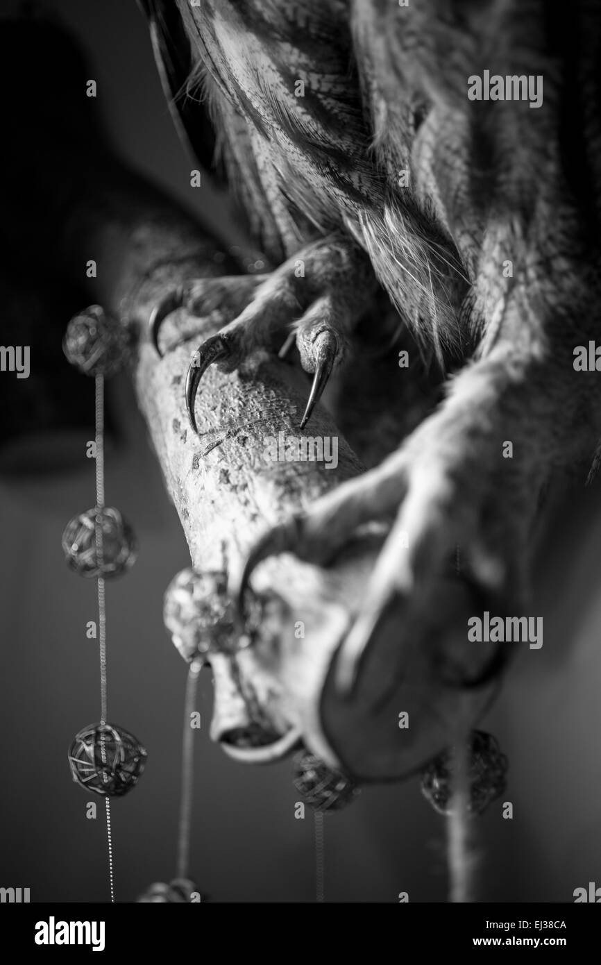 Photo en noir et blanc gros plan d'embrayages hawk assis sur big branch Banque D'Images