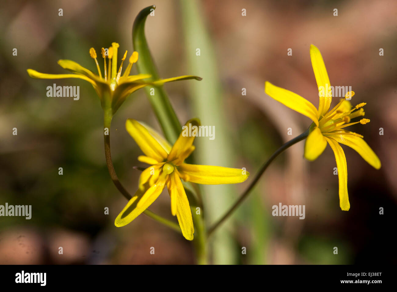 Étoile jaune-de-Bethléem Gagea lutea Banque D'Images