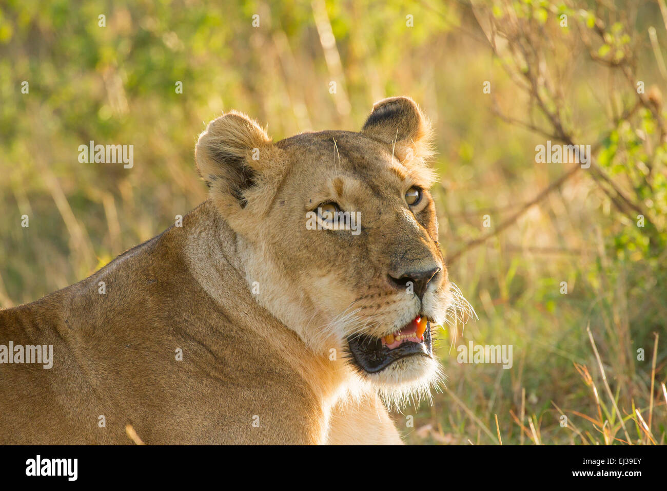 Lion (Panthera leo) Gros plan femme Banque D'Images