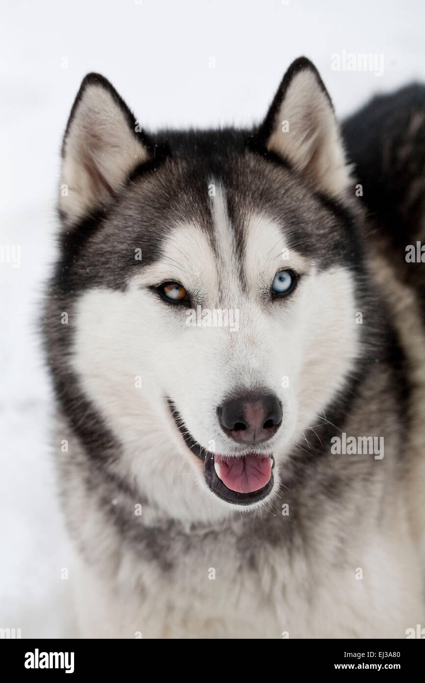 Husky sibérien espiègle avec Heterochromia iridium Banque D'Images