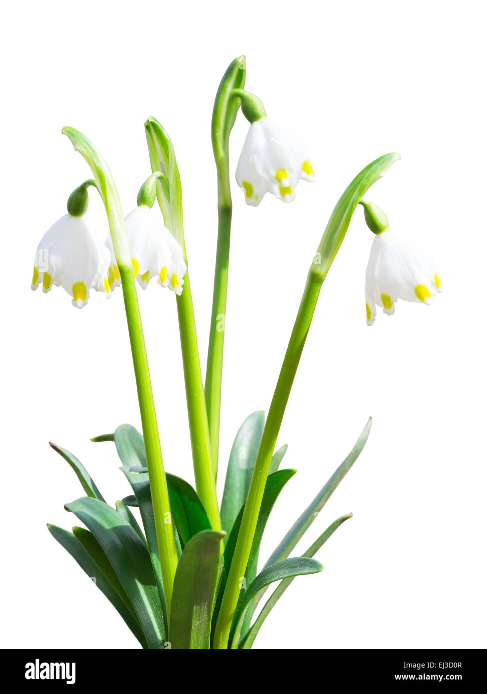 Perce-neige blanc de printemps Leucojum premières fleurs avec leafs isolated Banque D'Images