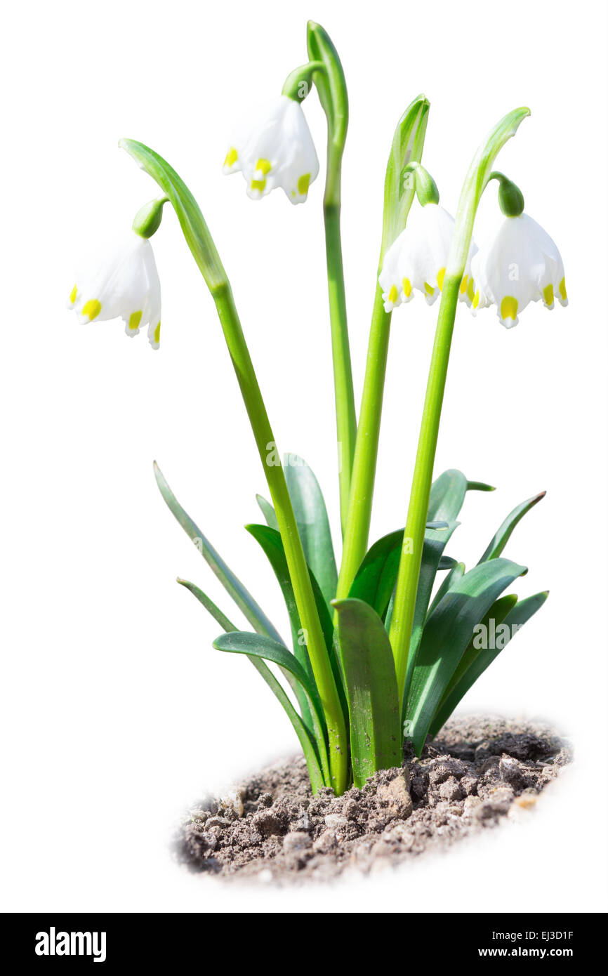 De belles fleurs de printemps leucojum perce-neige blanc sur terre du sol Banque D'Images