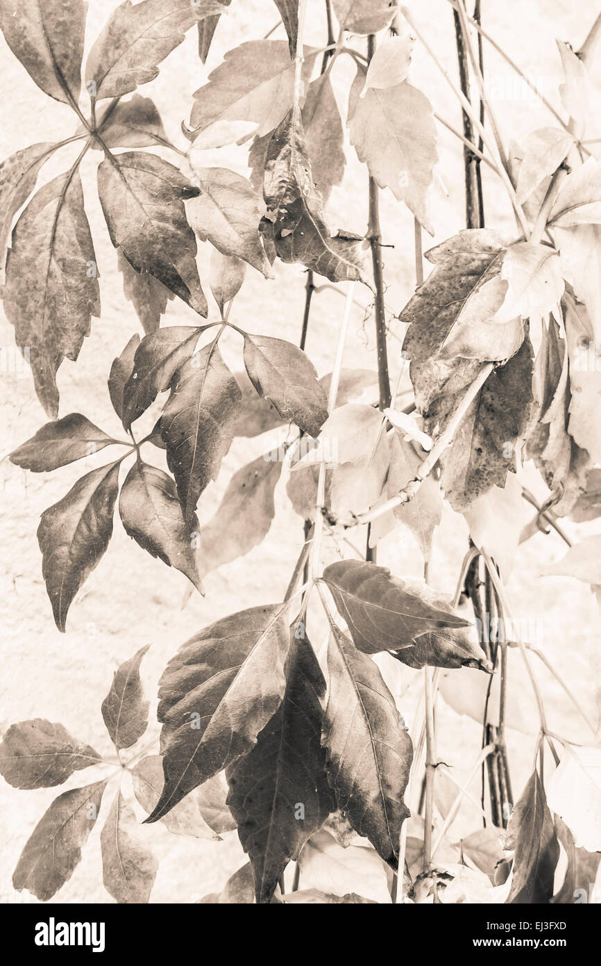 Trois dimensions larges feuilles monochrome légèrement teintées d'arrière-plan du feuillage avec effet vintage duo tone Banque D'Images