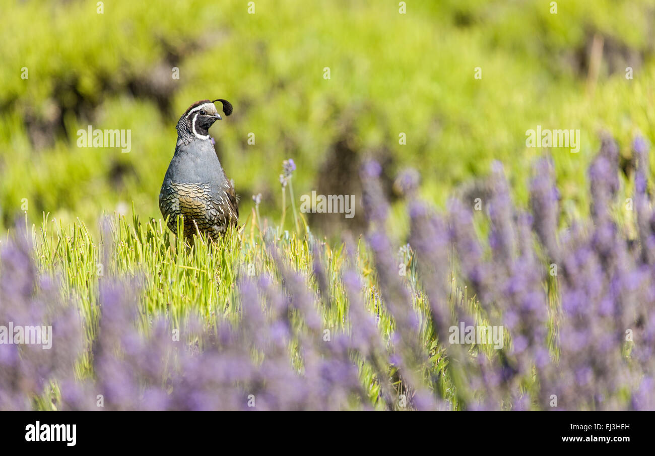 Colin de Californie perché au sommet d'un buisson de lavande qui a eu sa récolte de lavande, à Pelindaba Lavender Farm Banque D'Images