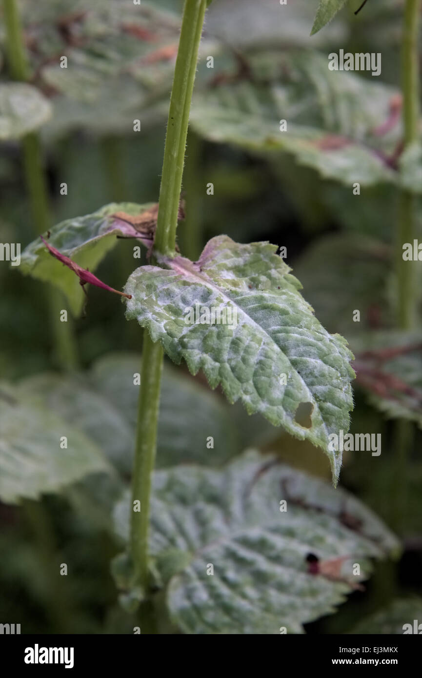 Erysiphe cichoracearum - Symptômes de l'oïdium sur Monarda 'Ruby Glow' Banque D'Images