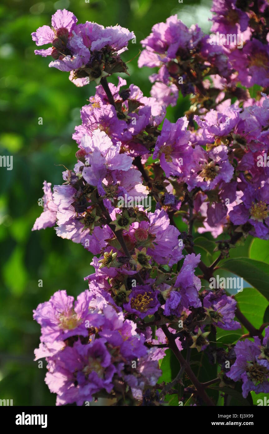 Couleur rouge adenium fleurit dans mon jardin Banque D'Images