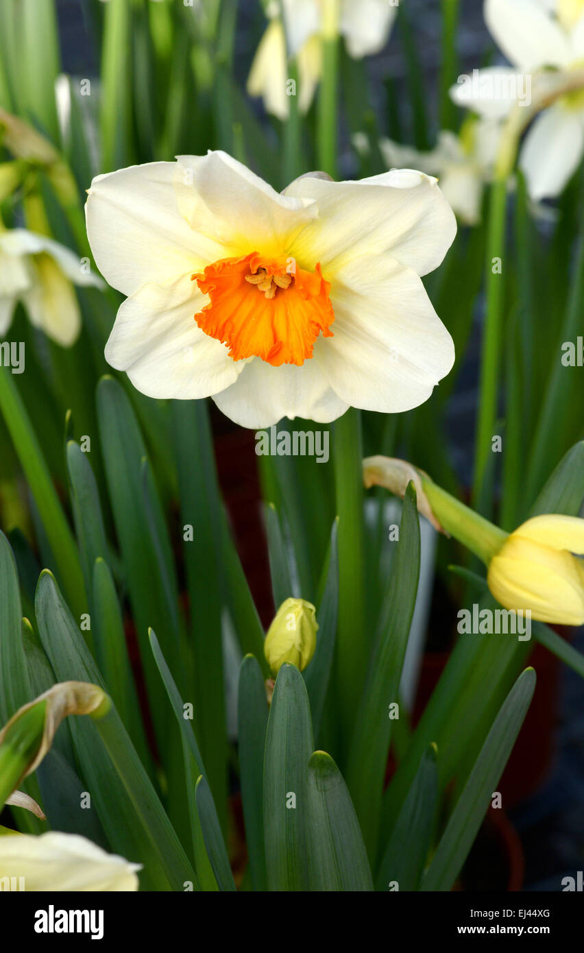Assez frais et blanc jaune panaché ou narcisse jonquille symbolique de printemps dans une vue en gros plan Banque D'Images