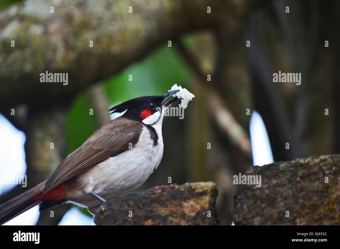 Bulbul Moustac rouge oiseau perché sur une branche d'arbre à l'île de Ross, à proximité de Port Blair en île-de-France, Inde Banque D'Images