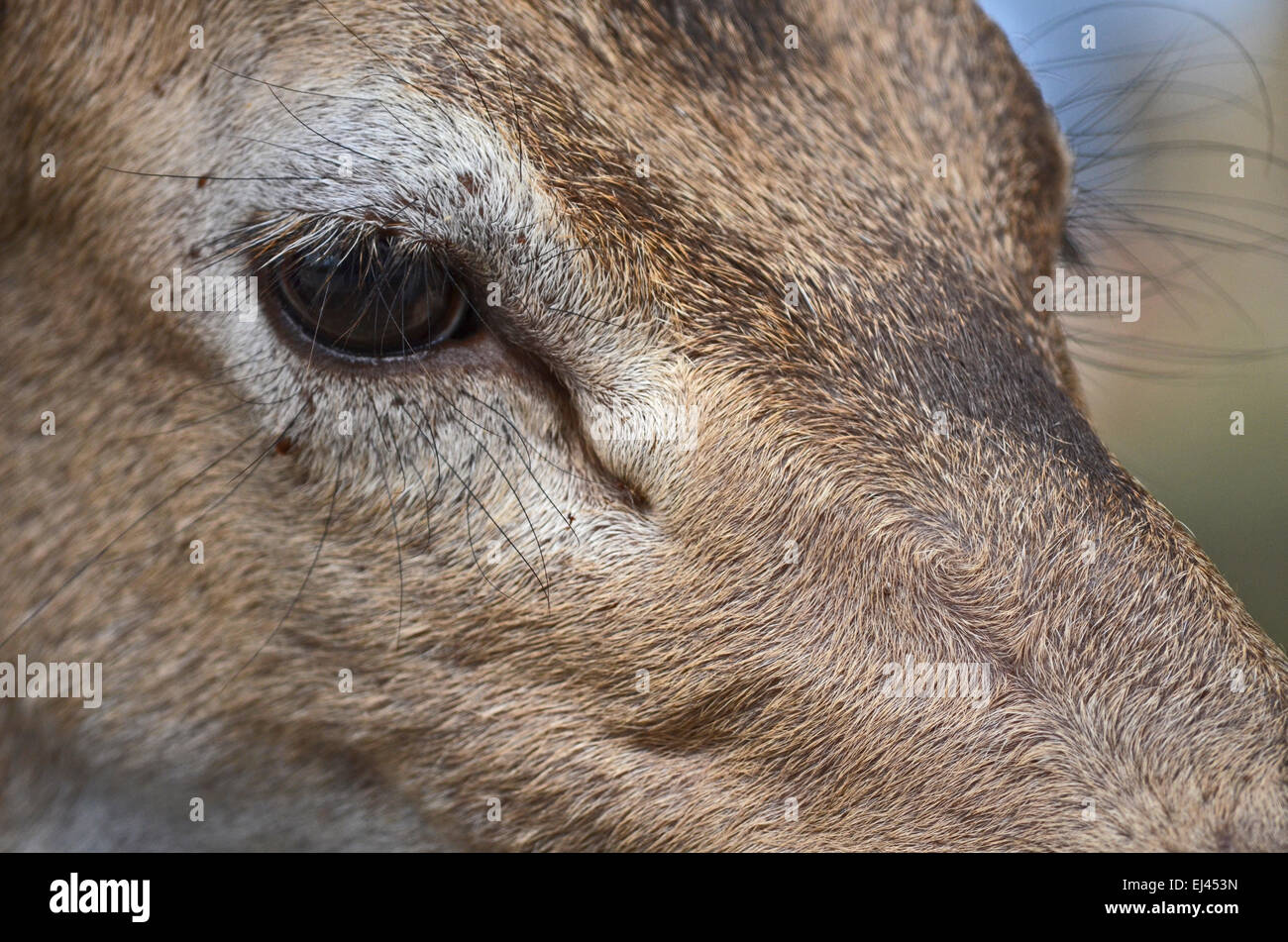 Libre d'un cerf à l'île de Ross, à proximité de Port Blair en île-de-France, Inde Banque D'Images