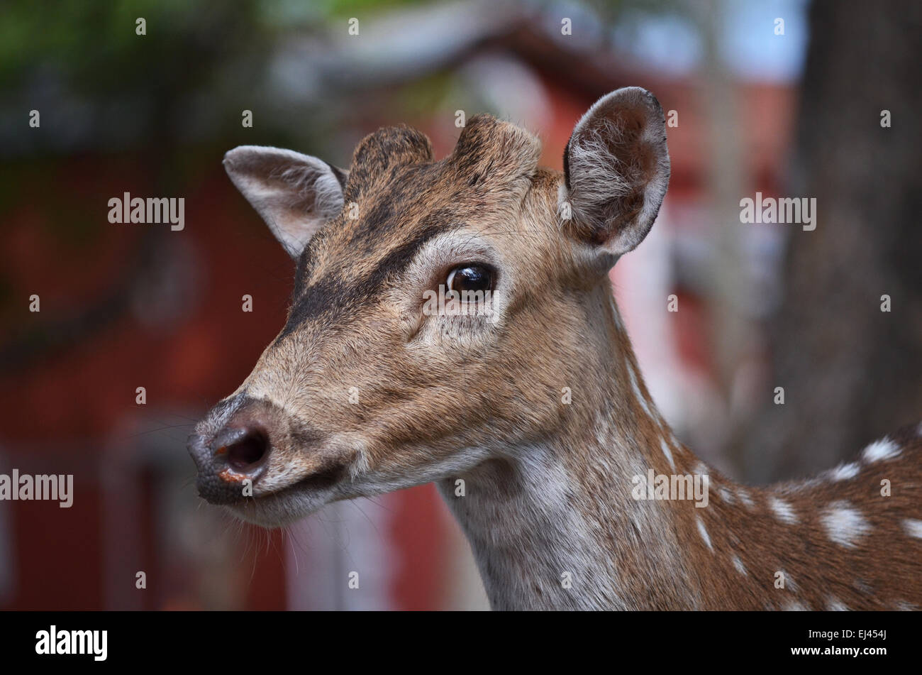 Un cerf à l'île de Ross, à proximité de Port Blair en île-de-France, Inde Banque D'Images