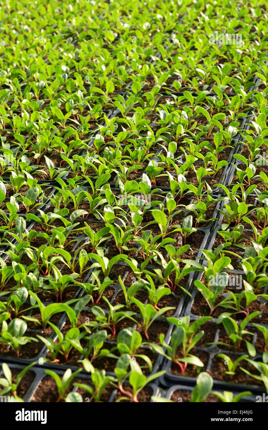 Plantation de salades avec des rangées de petits plants de légumes verts transplantées dans les bacs au cours de la propagation Banque D'Images