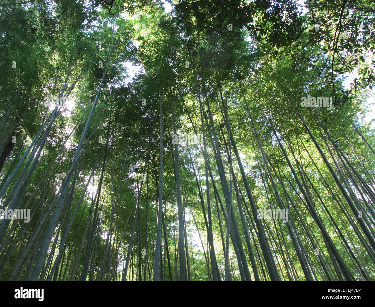 L'Arashiyama bamboo grove, Japon Banque D'Images