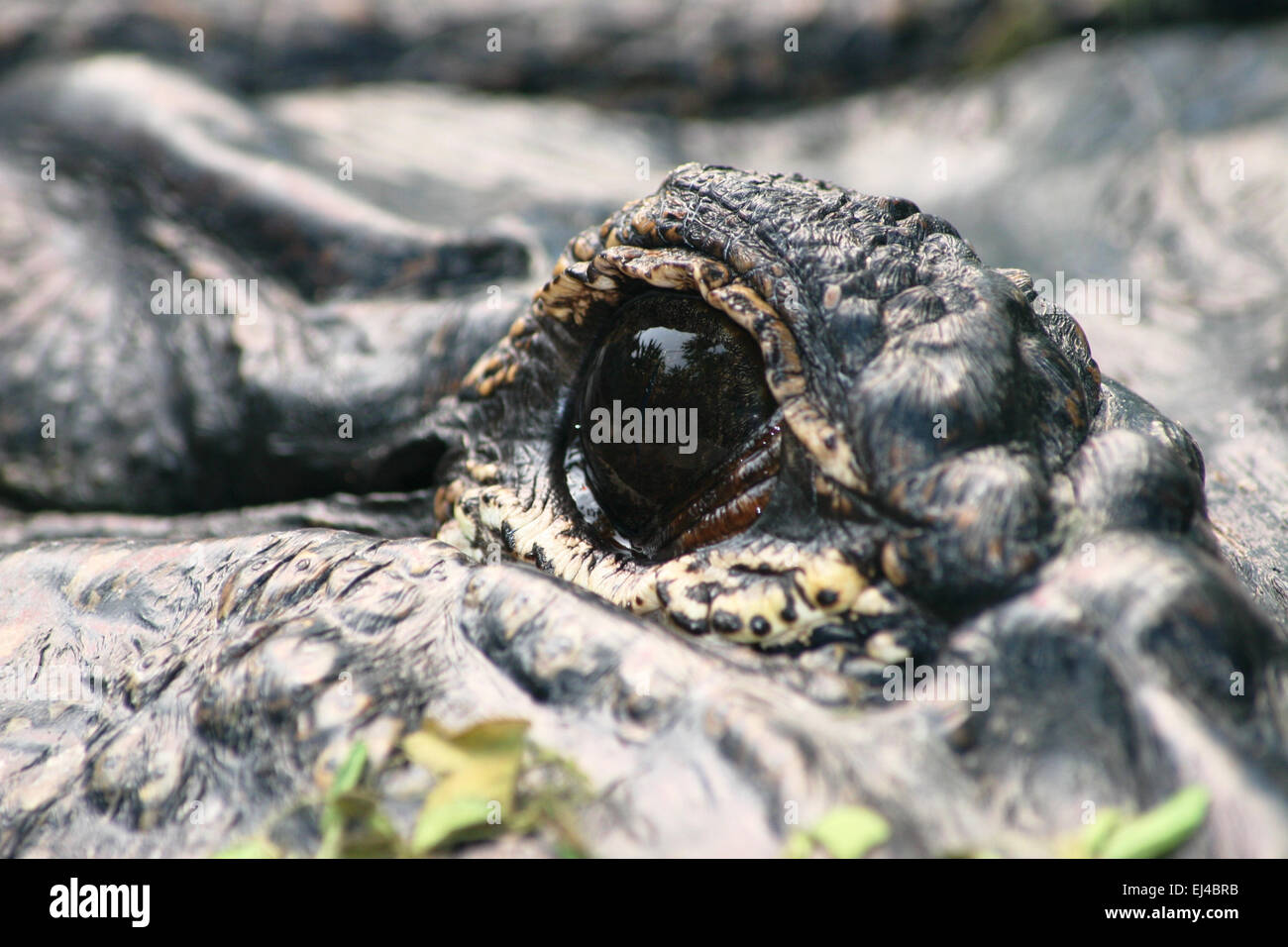 Oeil d'un alligator, Welsh Mountain Zoo, du Pays de Galles. Banque D'Images