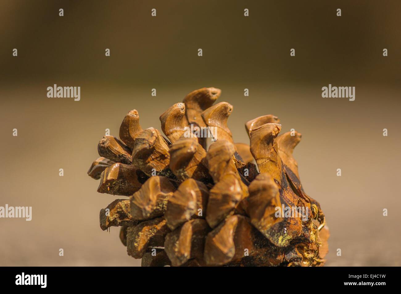 Des cônes de conifères cône pin gymnospermes Banque D'Images