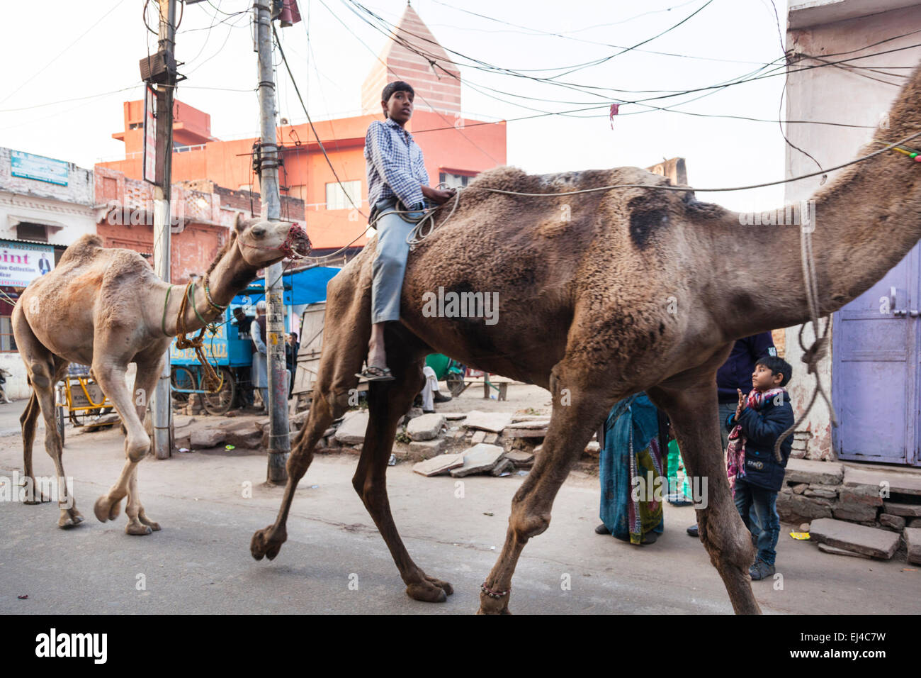 Les chameaux marchant à travers une rue à Agra, Uttar Pradesh, Inde Banque D'Images