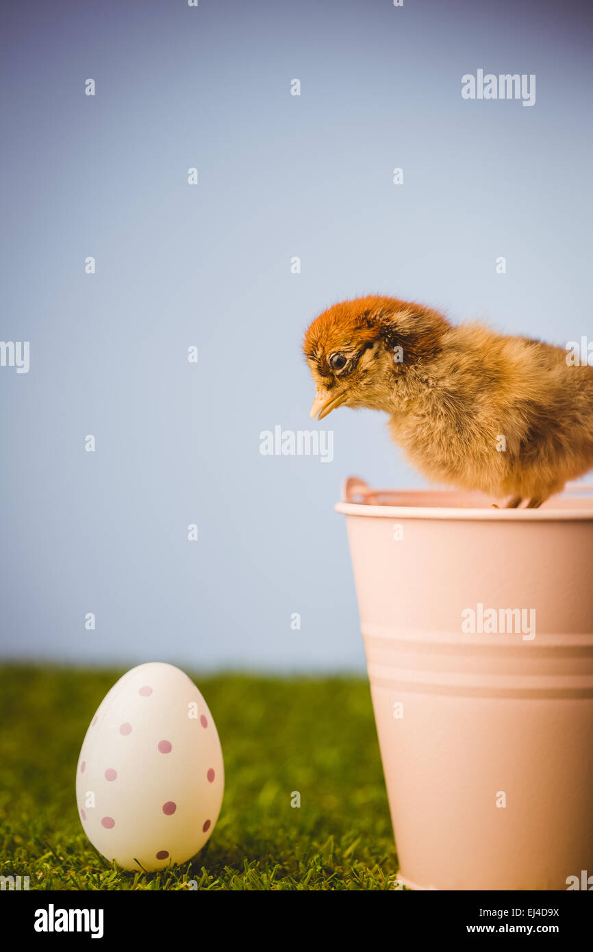 Poussin en peluche dans pink bucket Banque D'Images