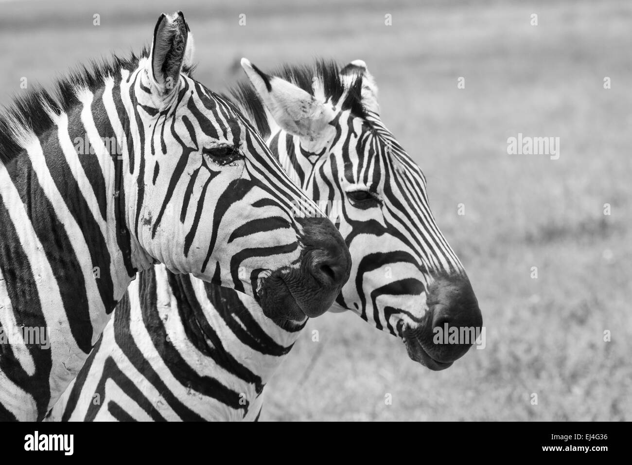 Zèbre dans le parc national. L'Afrique, Kenya Banque D'Images